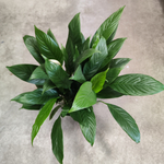 Спатифиллум Корто