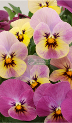 Фиалка Виттрока X РОГАТАЯ CARAMEL ROSE SHAES