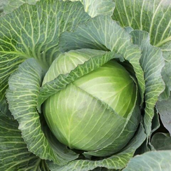 Маркони F1 семена капусты белокочанной (Syngenta / Сингента)