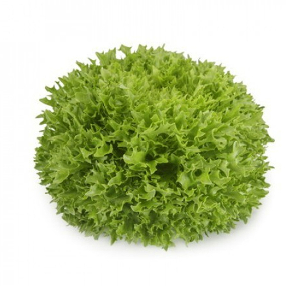 Экстемп семена салата листового (Rijk Zwaan / ALEXAGRO) культура – фото 1