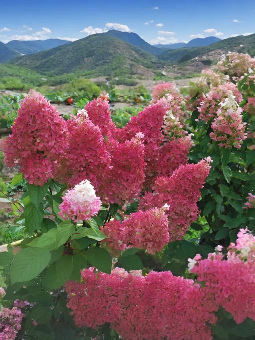 Гортензия метельчатая Петит Флори