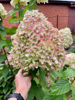 Гортензия метельчатая "ДИАМАНТИНО"