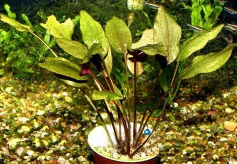 Криптокарина сердцевидная разн. "Бласса", М (код 2032)