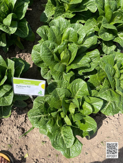 Аувона семена салата ромэн (Rijk Zwaan / Райк Цваан) в поле – фото 12