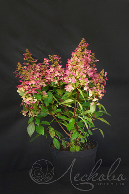 Гортензия метельчатая Candlelight
