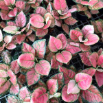 Аглаонема ROSIE