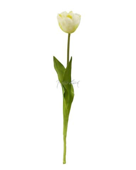 Тюльпан открытый - Белый