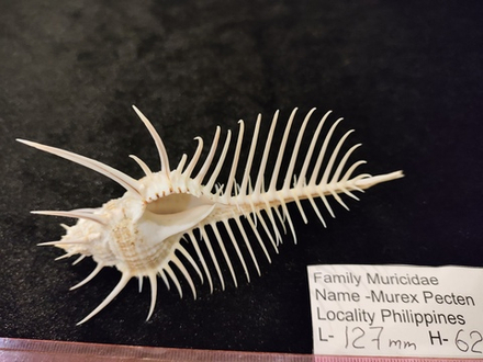 Мурекс "Гребень Венеры" "110-140мм"