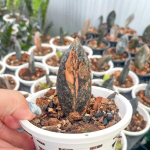 Замиокулькас BLACK VAR 1 leaf