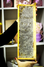 Натуральный мед в сотах HoneyForYou, 1700 г