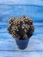Gymnocalycium T-Rex Pink hybrid (Гимнокалициум T-rex)