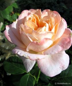 Изабель Отисье (Isabelle Autissier)