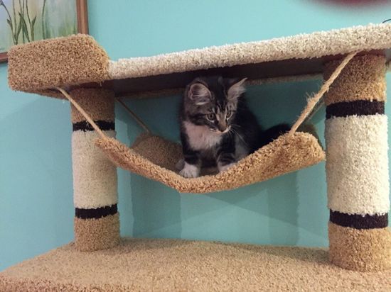 Домик для кошки И-88 (мейн-кун)