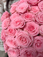 51 Роза «Софи Лорен» 60см,70см