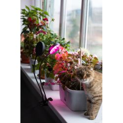 Светильник для растений на прищепке ЭРА FITO-20W-АLED-R красно-синего спектра 20 Вт черный