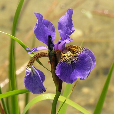 Ирис сибирский Голден Эдж С2