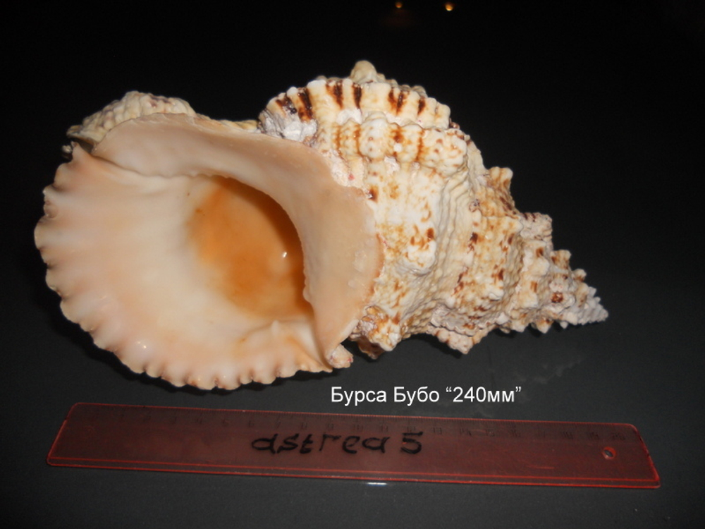 Бурса Бубо 180-260мм