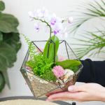Готовый флорариум с нежной орхидеей Икос S