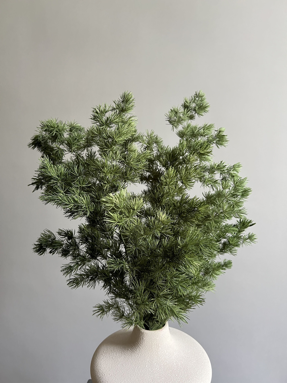 Аспарагус стабилизированный натурально-зеленый