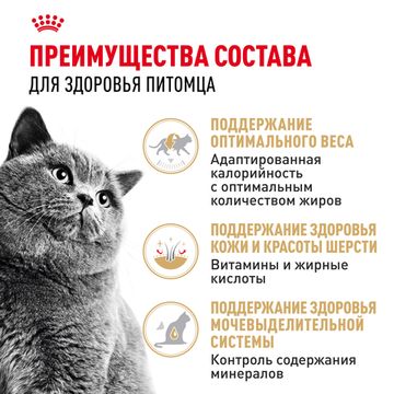 Royal Canin British Shorthair Adult влажный корм в соусе для взрослых от 1 года кошек породы британская короткошерстная и скоттиш-фолд