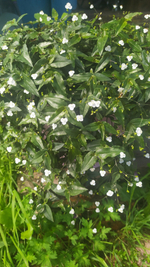 Традесканция Приречная фата невесты