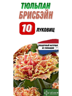 Тюльпан Луковица, Брисбэйн, 10шт