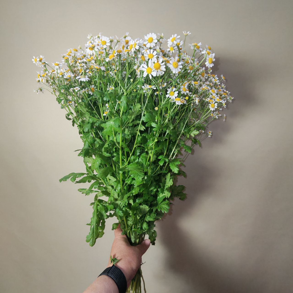 Ромашка Матрикария, упаковка 25 шт.