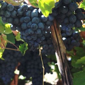 Арени, Арени Чёрный (Areni) - красный сорт винограда