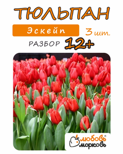 Тюльпан Луковица, Эскейп 3 шт, разбор 12+ (Любовь Морковь)