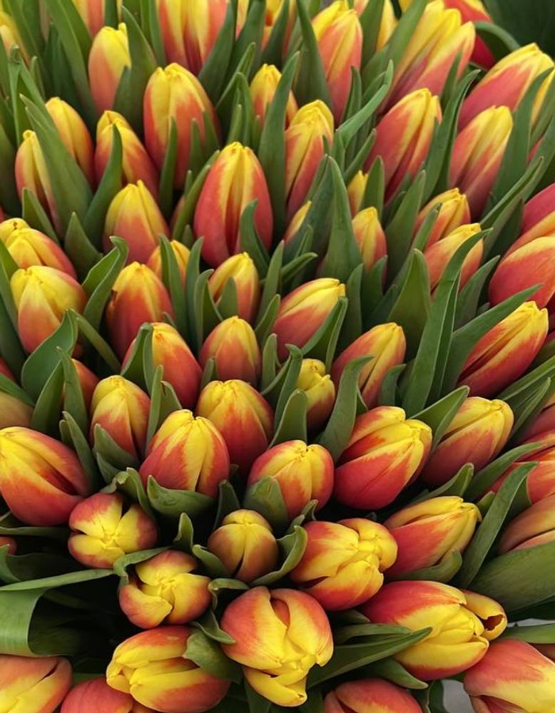 Банч 100 тюльпанов желто-красных
