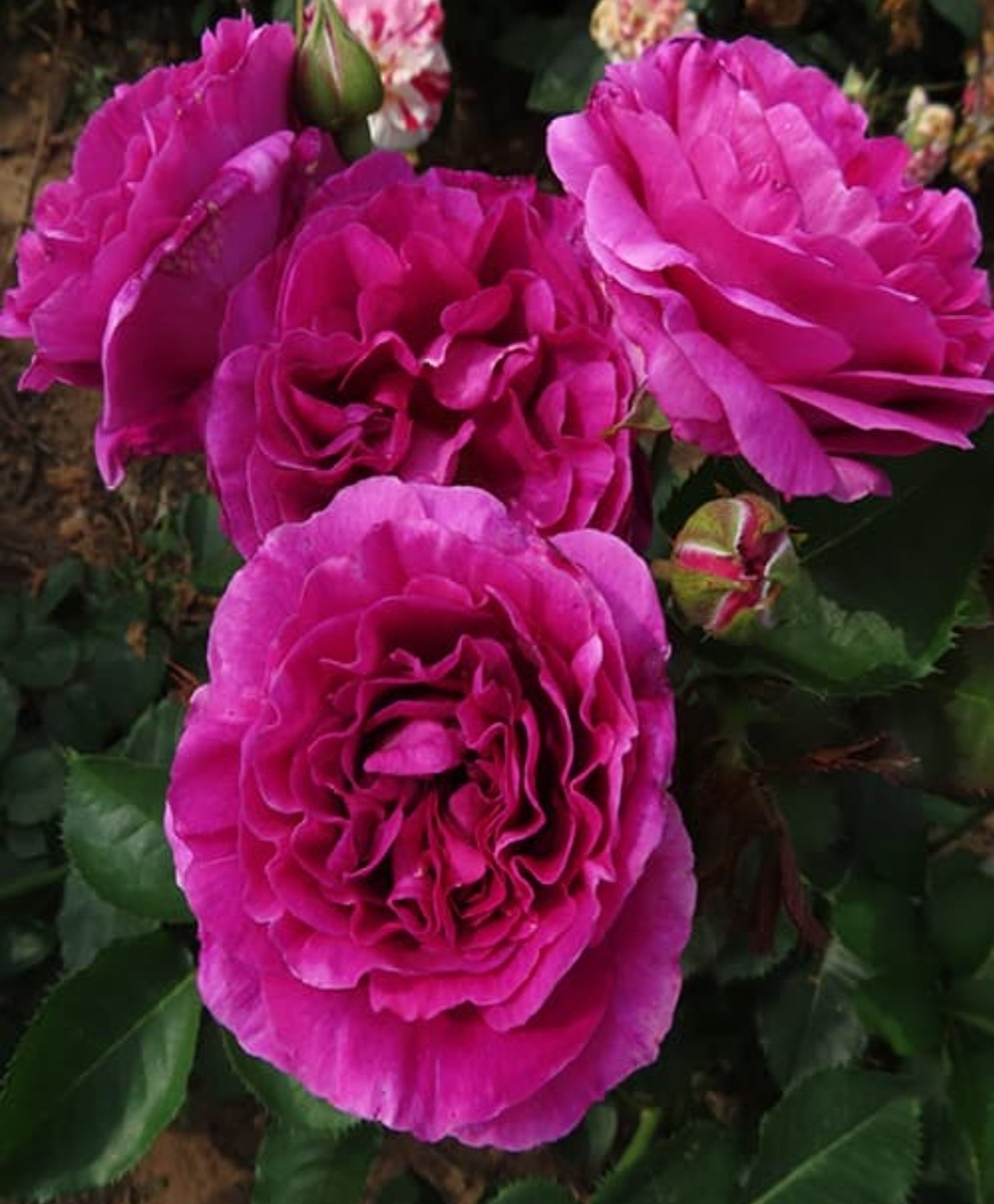 Роза Минерва (MINERVA)
