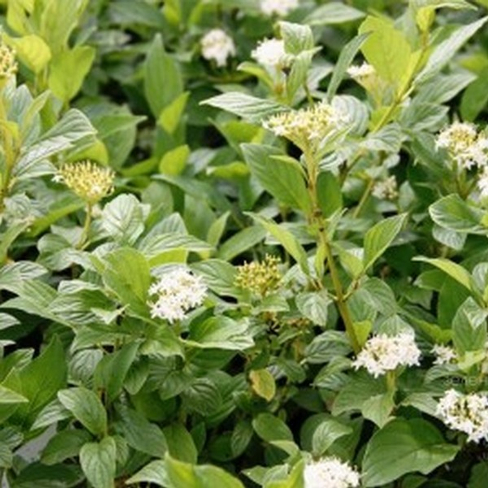 Дерен отпрысковый Флавирамея C5 40-60