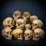 Набор «Череп человека» (анатомические модели)