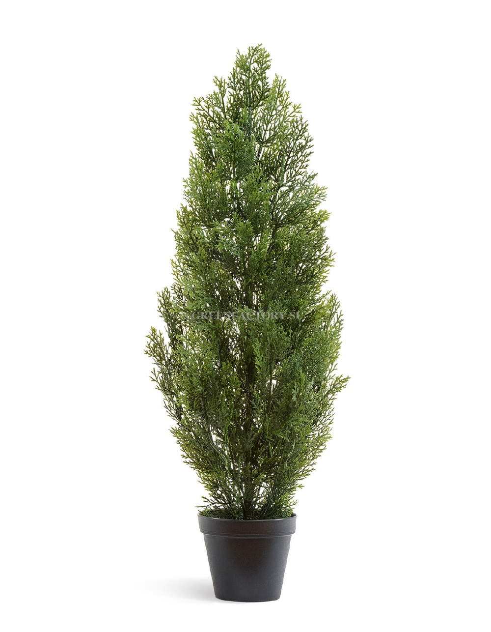 Туя Эйр Элеганс уличная