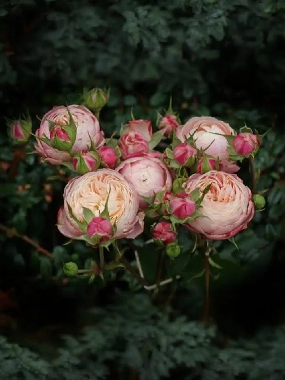 Роза спрей Викториан Классик