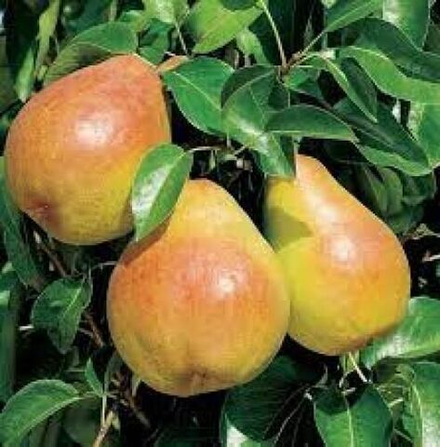 Груша Просто Мария