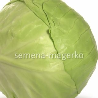 Капуста белокачанная Слава 1305 50 (грамм)