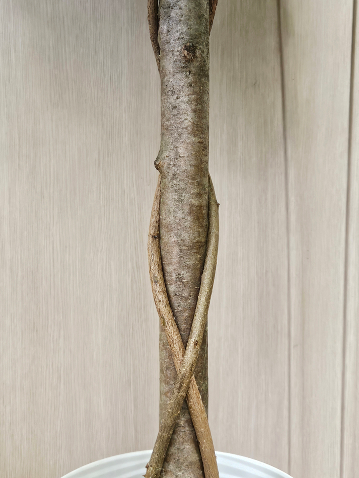 Искусственное дерево Фикус Лонгифолия шар 120см в кашпо