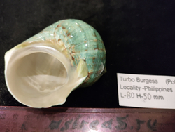 Турбо бургесс