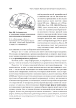 Основы нейропсихологии