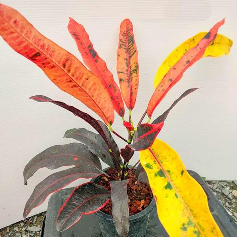 Кротон JUDO DAENG