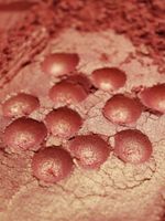 Премиум 8926 Золотой коралловый - перламутровый сухой краситель