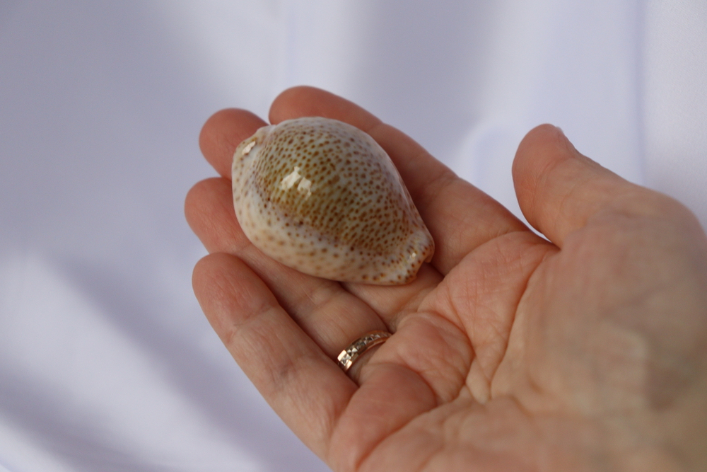 Ципрея турдус (Cypraea turdus), 4,8см, 1шт