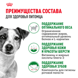 Royal Canin Mini Adult Корм сухой для взрослых собак мелких размеров от 10 месяцев - 2 кг