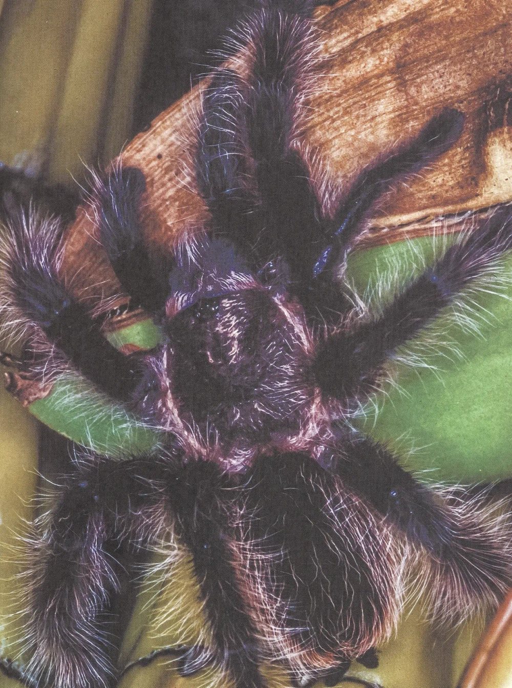 ЭНЦИКЛОПЕДИЯ ДЛЯ ДЕТЕЙ новые. НАШИ ЛЮБИМЫЕ ПИТОМЦЫ