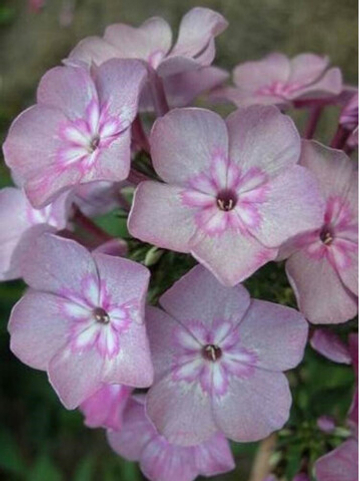 Флокс Селена