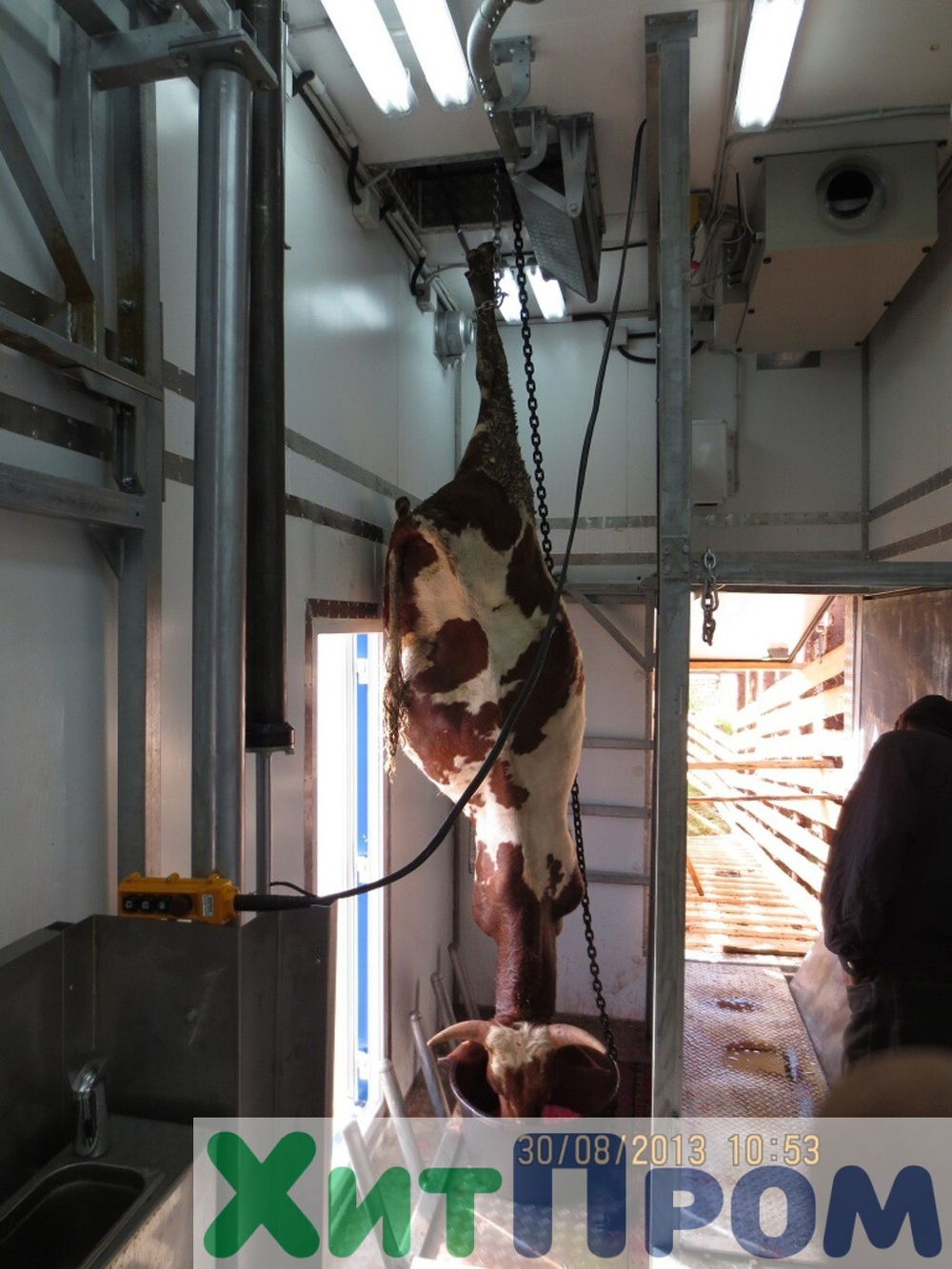 Линия убоя КРС 20 голов/смена. Ленинградская область