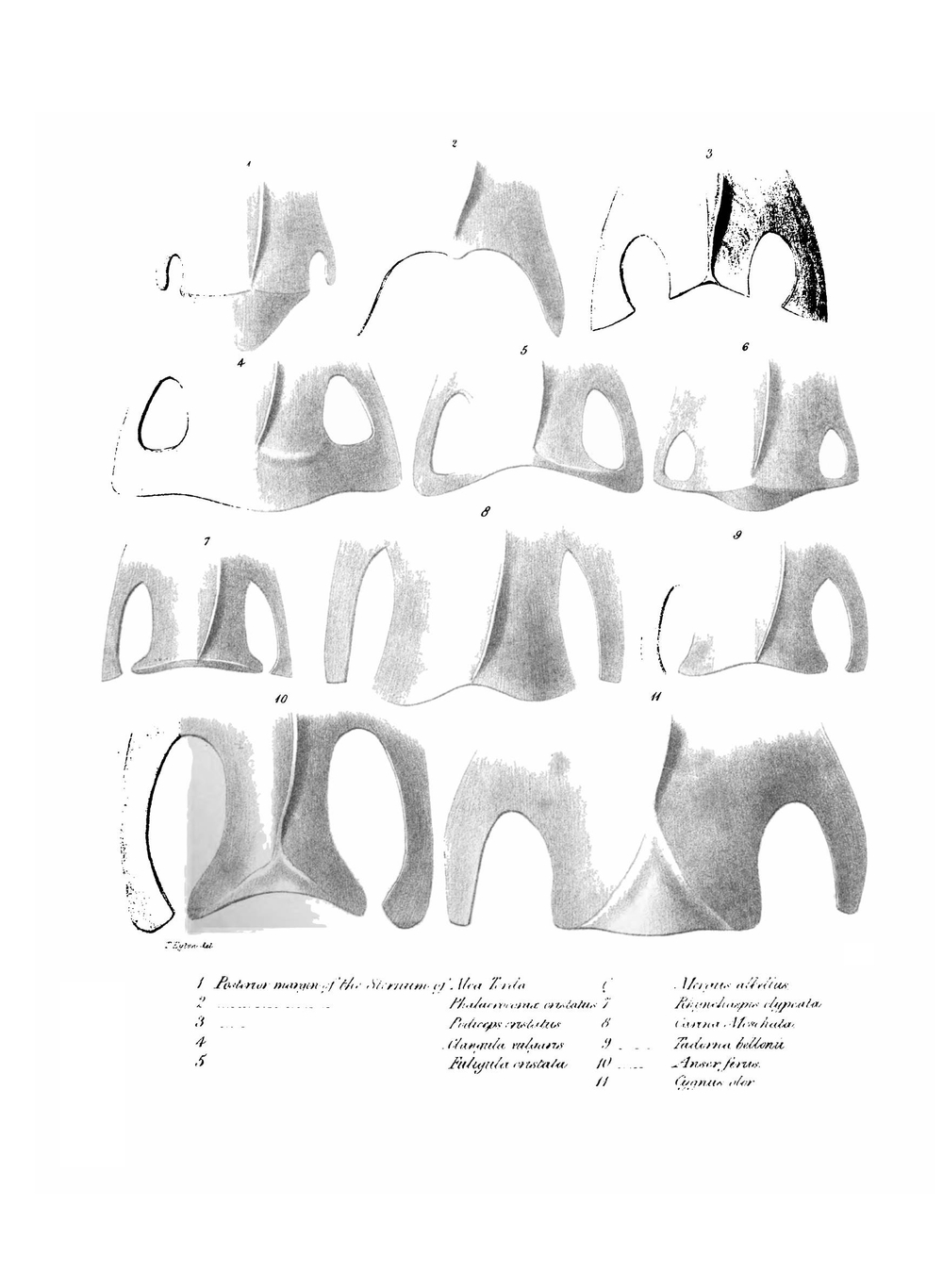 Supplement to Osteologia Avium. Or, A sketch of the osteology of birds | Thomas Campbell Eyton