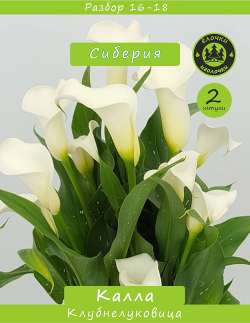 Калла Клубнелуковица, Сиберия, 2шт. Разбор 16/18
